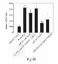 Fig. 49 - PROMOTERS EXHIBITING ENDOTHELIAL CELL SPECIFICITY AND METHODS OF USING SAME FOR REGULATION OF ANGIOGENESIS