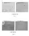 Fig. 65 - PROMOTERS EXHIBITING ENDOTHELIAL CELL SPECIFICITY AND METHODS OF USING SAME FOR REGULATION OF ANGIOGENESIS