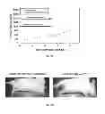 Fig. 76 - PROMOTERS EXHIBITING ENDOTHELIAL CELL SPECIFICITY AND METHODS OF USING SAME FOR REGULATION OF ANGIOGENESIS
