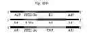 Fig. 97 - PROMOTERS EXHIBITING ENDOTHELIAL CELL SPECIFICITY AND METHODS OF USING SAME FOR REGULATION OF ANGIOGENESIS