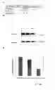 Fig. 02 - ADENO-ASSOCIATED-VIRUS REP SEQUENCES, VECTORS AND VIRUSES