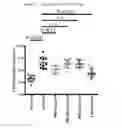 Fig. 06 - Method of treating liver disorders