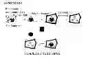 Fig. 01 - Molecularly imprinted polymers selective for tobacco specific nitrosamines and methods of using same