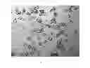 Fig. 07 - Method for preparing insulin glargine crystal