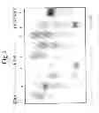 Fig. 04 - TRANSGENIC AVES PRODUCING HUMAN POLYCLONAL ANTIBODIES