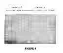 Fig. 05 - ANTISENSE OLIGONUCLEOTIDES FOR INDUCING EXON SKIPPING AND METHODS OF USE THEREOF