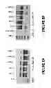 Fig. 09 - ANTISENSE OLIGONUCLEOTIDES FOR INDUCING EXON SKIPPING AND METHODS OF USE THEREOF