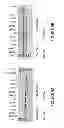 Fig. 10 - ANTISENSE OLIGONUCLEOTIDES FOR INDUCING EXON SKIPPING AND METHODS OF USE THEREOF