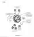Fig. 02 - Focused radiation for augmenting immune-based therapies against neoplasms