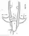 Fig. 12 - SPECULUM