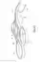 Fig. 16 - SPECULUM