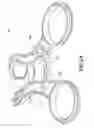 Fig. 19 - SPECULUM