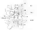 Fig. 01 - INTERVERTEBRAL DYNAMIC FIXATION IMPLANT