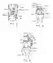 Fig. 07 - Method and apparatus for altering biomechanics of the articular joints
