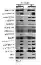 Fig. 02 - METHODS AND COMPOSITIONS FOR DETECTING AND MODULATING A NOVEL MTOR COMPLEX