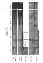 Fig. 09 - Photovoltaic module package
