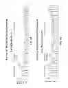 Fig. 11 - Exotensioned structural members with energy-absorbing effects