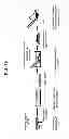 Fig. 16 - Thin film polymer structure having different modification on opposite sides thereof