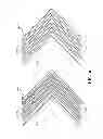 Fig. 07 - Lateral electric field type liquid crystal display device having non-uniform spacings between two electrodes