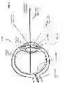 Fig. 03 - Time-based unobtrusive active eye interrogation