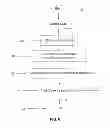 Fig. 07 - Method and system for binary and quasi-binary atlas-based auto-contouring of volume sets in medical images