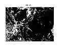 Fig. 11 - Rare earth metal compounds, methods of making, and methods of using the same