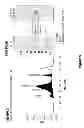 Fig. 07 - Derivatisation of granulocyte colony-stimulating factor