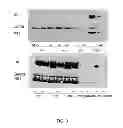 Fig. 04 - Recombinant influenza viruses and constructs and uses thereof