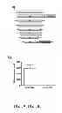 Fig. 07 - Recombinant influenza viruses and constructs and uses thereof