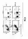 Fig. 04 - Mesenchymal stem cells and uses therefor