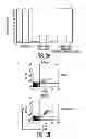 Fig. 06 - Mesenchymal stem cells and uses therefor