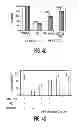 Fig. 08 - Mesenchymal stem cells and uses therefor