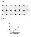 Fig. 10 - Selective elimination of erosive cells
