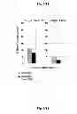 Fig. 17 - Selective elimination of erosive cells