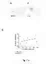 Fig. 27 - Selective elimination of erosive cells
