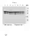 Fig. 04 - DIAGNOSTIC AND THERAPEUTIC TARGET
