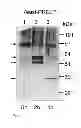 Fig. 05 - DIAGNOSTIC AND THERAPEUTIC TARGET