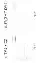 Fig. 34 - COMPOSITIONS AND METHODS FOR TREATING CANCER