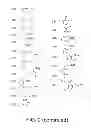 Fig. 07 - Amine-containing lipidoids and uses thereof