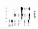 Fig. 02 - spp. polypeptides and methods of use