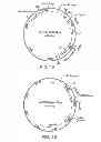 Fig. 02 - Antibody specific for CD22 and methods of use thereof