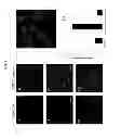 Fig. 09 - Skin permeating and cell entering (SPACE) peptides and methods of use thereof