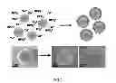 Fig. 02 - Mineral-coated microspheres