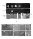 Fig. 08 - Nanoparticles comprising esters of poly (methyl vinyl ether-co-maleic anhydride) and uses thereof