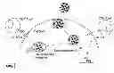 Fig. 01 - POLYMER BLEND PARTICLES FOR INTRACELLULAR DELIVERY OF AGENTS