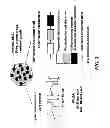 Fig. 02 - POLYMER BLEND PARTICLES FOR INTRACELLULAR DELIVERY OF AGENTS