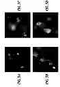 Fig. 07 - POLYMER BLEND PARTICLES FOR INTRACELLULAR DELIVERY OF AGENTS