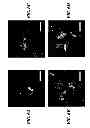 Fig. 08 - POLYMER BLEND PARTICLES FOR INTRACELLULAR DELIVERY OF AGENTS