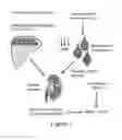 Fig. 03 - USE OF ANGIOGENESIS ANTAGONISTS IN CONDITIONS OF ABNORMAL VENOUS PROLIFERATION