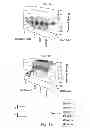Fig. 11 - Chroman derivatives, medicaments and use in therapy